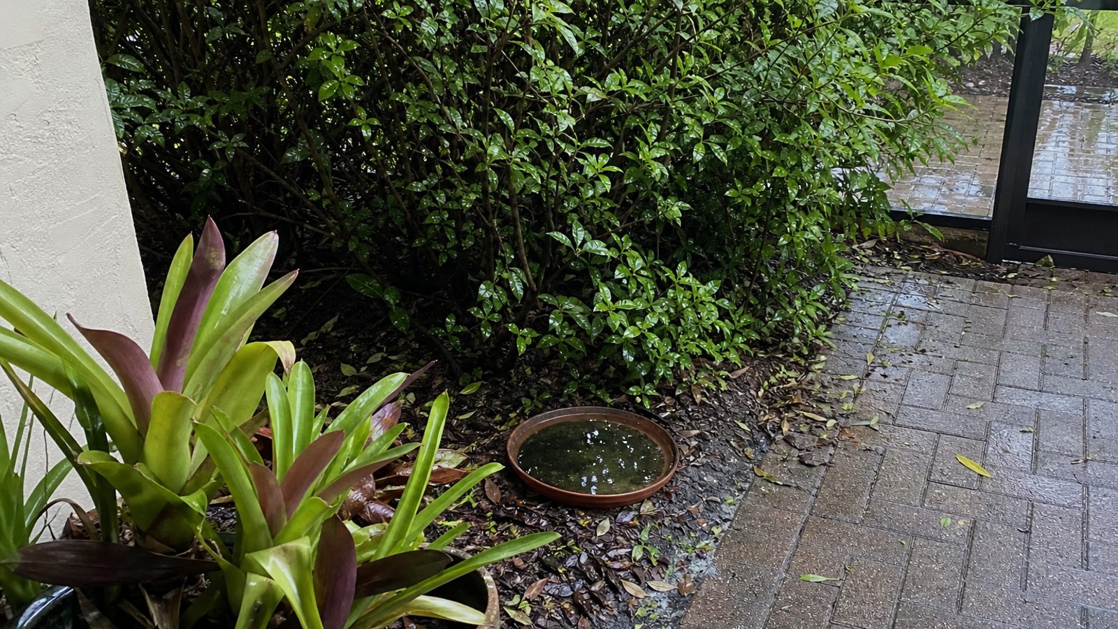 Florida shaded backyard corner with bromeliads, plant saucer standing water, overgrown hedge near patio, storm light